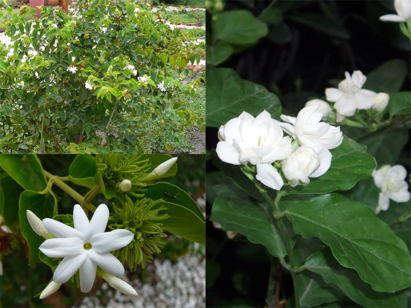 Arabian jasmine